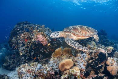 wide angle photo of a green sea turtle swim over corals reef in sipadan island, sabah, malaysia.