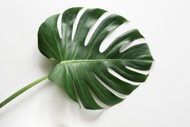 single leaf of monstera plant on white background. close up, isolated with copy space.