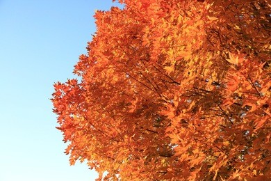 orange leaves 3