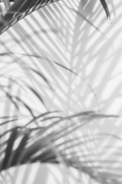 abstract background of shadows palm leaves on a white wall. white and black