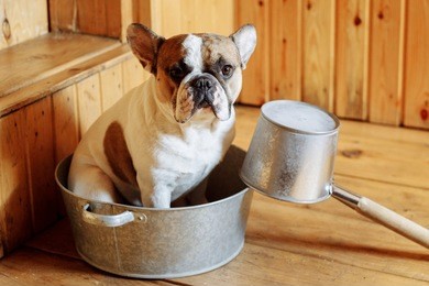 french bulldog in the vaporarium bath
