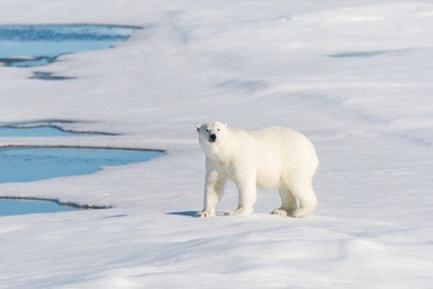 polar bear on the pack ice