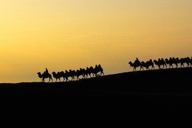 camel team in the desert at dawn