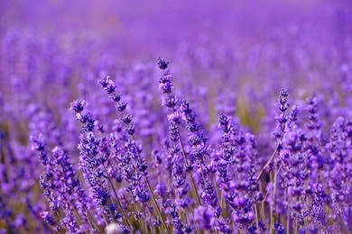 lavender flowers - sunset over a summer purple lavender field . bunch of scented flowers in the lavanda fields of the french provence near valensole