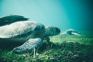 underwater world. turtle under water eat seaweed. turtle with fish in the back. 