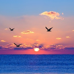 red rising sun above the dark blue sea with seagulls