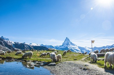 panorama of the stellisee lake. beautiful scene with matterhorn and sheep in swiss alps, valais, switzerland.