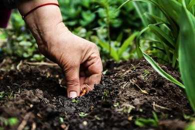 women's hand sadi in soil-soil flower bulbs. close-up, concept of gardening, gardening.