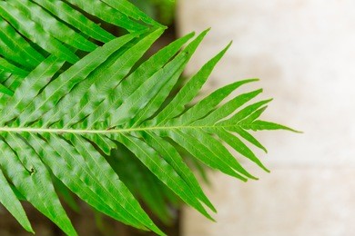 green fern leaf tropical rainforest plant background.