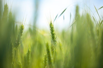 green wheat macro. beautiful wheat field. wheat detail. wheat on the blue sky