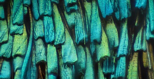 extreme magnification - butterfly wing under the microscope