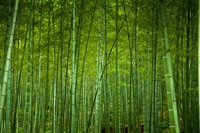 lush and quiet bamboo forrest.