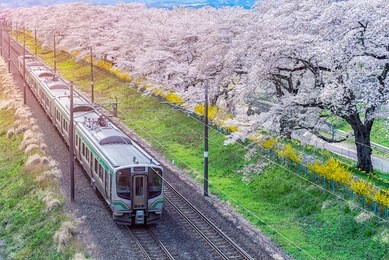 train on the railroad track with a row of cherry trees, this area is popular sakura spot at funaoaka sendai, japan