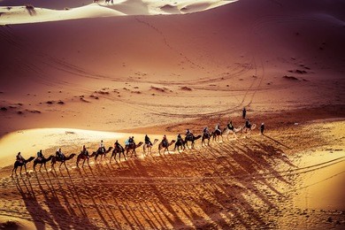 beautiful curve caravan camel on the sand dune, sahara desert, morocco