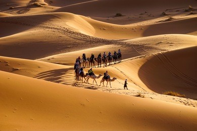 beautiful curve caravan camel on the sand dune, sahara desert, morocco