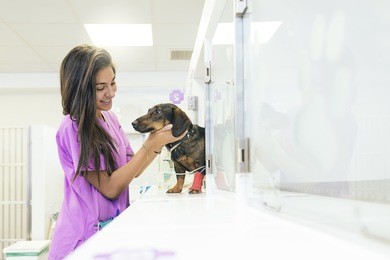 veterinarian doctor hugging a beautiful dog. veterinary concept.