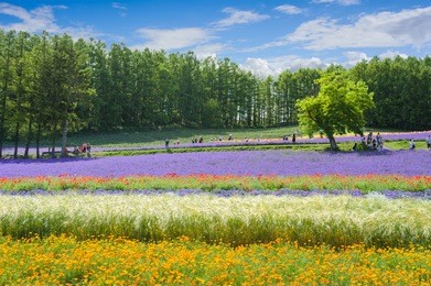 beautiful lavender field at hill, hokkaido in japan