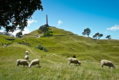 sheep grazing grass on one tree hill in auckland, new zealand