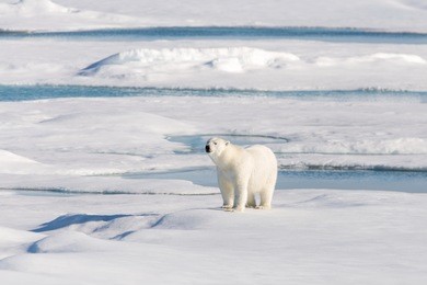 polar bear on the pack ice