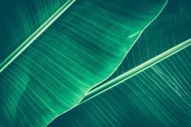 banana leaf, tropical dark green large foliage