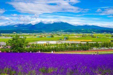 beautiful panoramic natural landscape of furano village from irodori field where is beautiful rainbow colors of flower field that is highlight famous spot in tomita farm, furano town, hokkaido, japan.