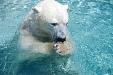 polar bear in the water eating fish at a zoo