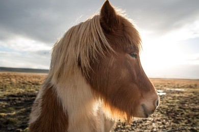 portrait of icelandic horses