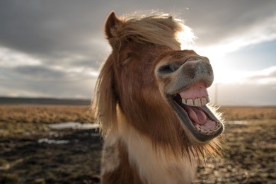 funny and crazy icelandic horse