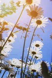 camomile on a summer meadow in the sunlight, closeup. beautiful summer background. effect of the setting sun.