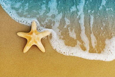 sea star or starfish on sandy shore after the tide.