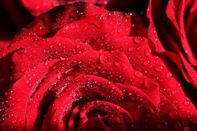 roses in drops of dew