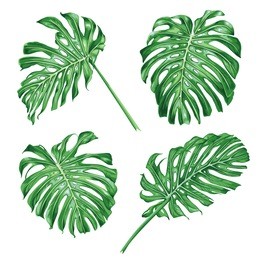 set of tropical leaves. monstera. detailed vector illustration.