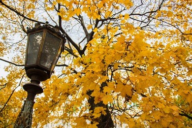 autumn park