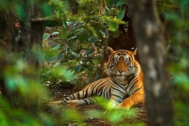 indian tiger male with first rain, wild animal in the nature habitat, ranthambore, india. big cat, endangered animal. end of dry season, beginning monsoon.