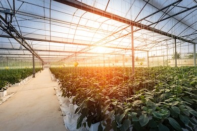 greenhouse greenhouse soilless cultivation of vegetables