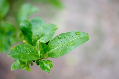 lime leaves background