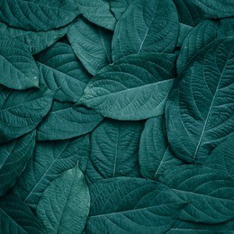 beautiful green leaves background. garden and green wall, leafs texture, texture of green plant,  tropical leaves background.