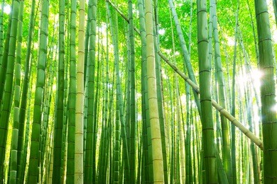 bamboo forest of arashiyama near kyoto, japan