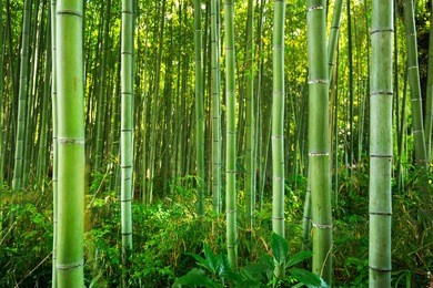 bamboo forest of arashiyama near kyoto, japan
