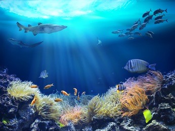 ocean underwater with marine animals. 