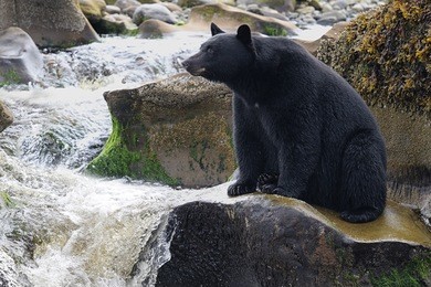 wild black bear (ursus americanus) fishing by river side. vancouver island, british columbia, canada.