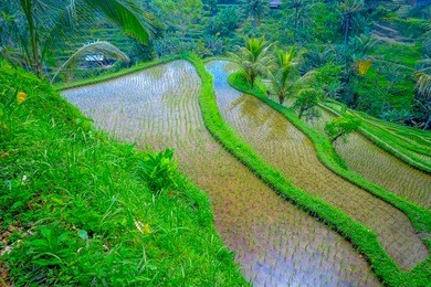 the most dramatic and spectacular rice terraces in bali can be seen near the village of tegallalang, in ubud indonesia