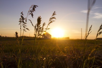 the grass at sunset