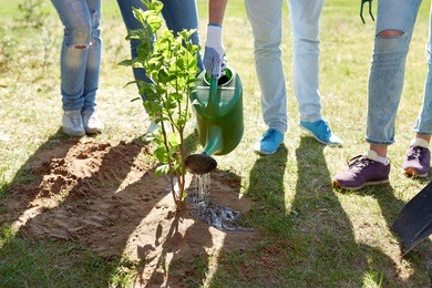 volunteering, charity, people and ecology concept - group of volunteers planting and watering tree with can outdoors