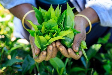 hands with some tea in a tea fields in sri lanka 