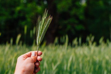 human hand holding rye on field, first persona perspective