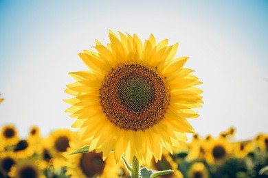 sunflowers texture and background for designers. macro view of sunflower in bloom. organic and natural flower background.  