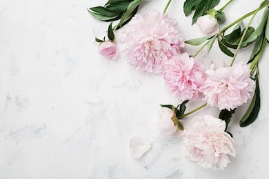 beautiful pink peony flowers on white table with copy space for your text top view and flat lay style