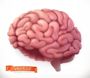 brain. 3d vector icon.