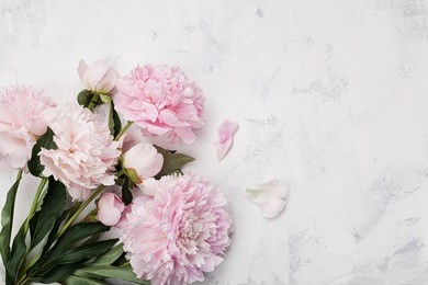 beautiful pink peony flowers on white stone background with copy space for your text top view and flat lay style.